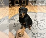 Small Rottweiler