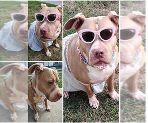 Mutt Dogs for adoption in Houston, TX, USA