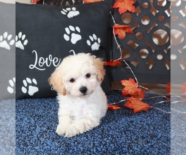 Medium Photo #4 Bichpoo Puppy For Sale in MOUNT VERNON, OH, USA