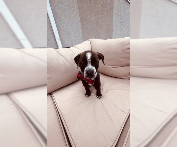 Medium Photo #2 Mutt Puppy For Sale in Sandy, UT, USA