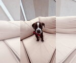 Small #1 Mutt