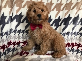 Cocker Spaniel-Poodle (Miniature) Mix Puppy for sale in BROGUE, PA, USA
