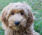 Small #1 Goldendoodle (Miniature)