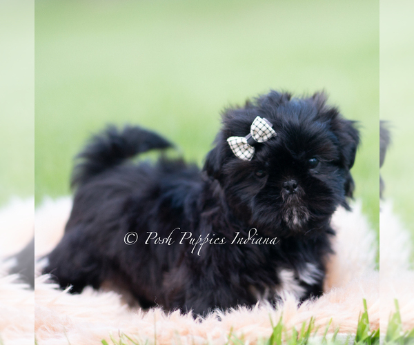 Medium Photo #5 Shih Tzu Puppy For Sale in WARSAW, IN, USA