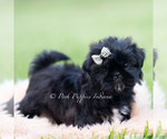 Small #3 Shih Tzu
