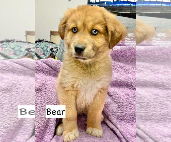 Medium Photo #1 Gerberian Shepsky Puppy For Sale in GILBERTS, IL, USA