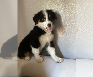 --Australian Shepherd Mix Puppy for sale in CHINO, CA, USA