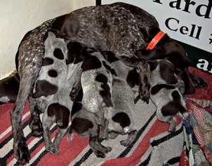Father of the German Shorthaired Pointer puppies born on 02/28/2019
