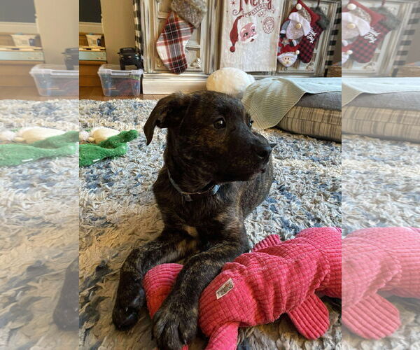 Medium Photo #12 English Mastweiler Puppy For Sale in Oro Medonte, Ontario, Canada