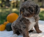 Puppy Ezi Miniature Bernedoodle