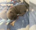 Small Photo #8 French Bulldog Puppy For Sale in E WENATCHEE, WA, USA