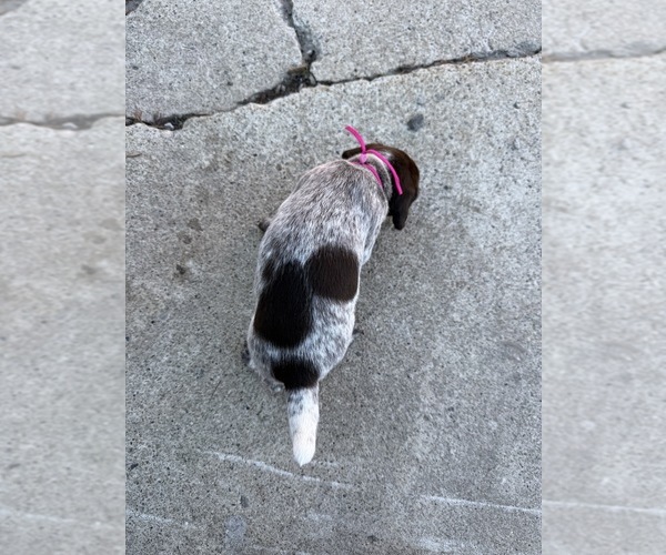 Medium Photo #2 German Wirehaired Pointer Puppy For Sale in TOOELE, UT, USA