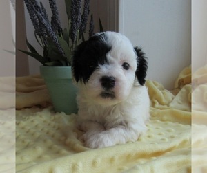 Poochon Puppy for sale in LE MARS, IA, USA