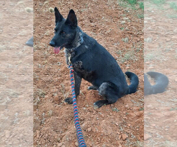 Medium Photo #3 Dutch Shepherd -German Shepherd Dog Mix Puppy For Sale in Imlay City, MI, USA