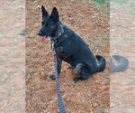 Small #2 Dutch Shepherd -German Shepherd Dog Mix