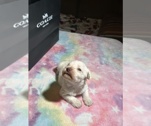 Medium Photo #2 Schnauzer (Miniature) Puppy For Sale in HOUSTON, TX, USA