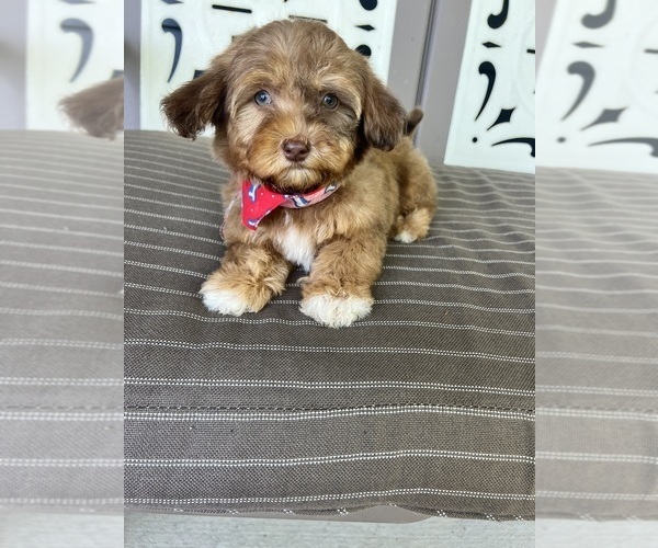 Medium Photo #3 Poovanese Puppy For Sale in RICHMOND, IL, USA
