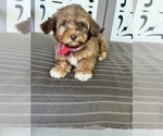 Small Photo #3 Poovanese Puppy For Sale in RICHMOND, IL, USA