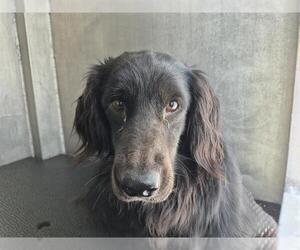Labrador Retriever-Unknown Mix Dogs for adoption in San Antonio, TX, USA