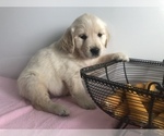 Puppy 1 Golden Retriever