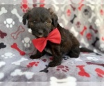 Small #2 Aussiedoodle Miniature 