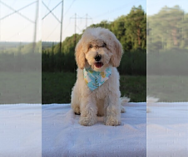 Medium Photo #29 Goldendoodle Puppy For Sale in TIMBERLAKE, NC, USA
