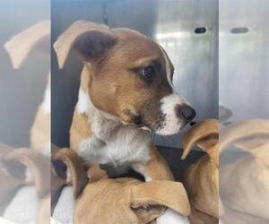 Boxer Dogs for adoption in San Antonio, TX, USA