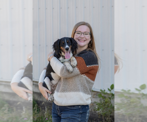 Medium Photo #1 English Springer Spaniel Puppy For Sale in LITCHFIELD, MN, USA