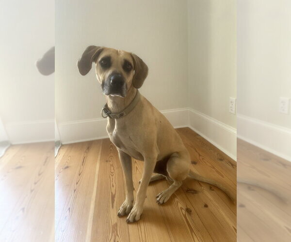 Medium Photo #7 Black Mouth Cur-Unknown Mix Puppy For Sale in Abbeville, LA, USA