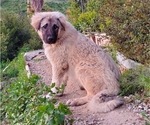 Small Photo #4 Anatolian Shepherd Puppy For Sale in AGOURA HILLS, CA, USA