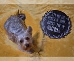 Small Photo #1 Yorkshire Terrier Puppy For Sale in WHITWELL, TN, USA