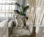 Small #7 Collie Mix