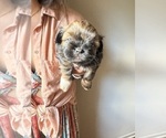 Puppy Puppy 2 Hazel Pomeranian-ShihPoo Mix