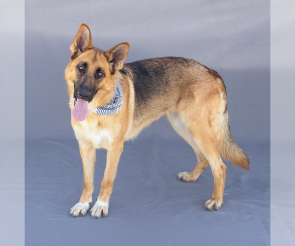 Medium Photo #2 German Shepherd Dog Puppy For Sale in Pasadena, CA, USA