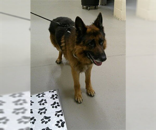 Medium Photo #1 German Shepherd Dog Puppy For Sale in Sanford, FL, USA