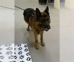 Small German Shepherd Dog