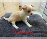Small Photo #2 Chihuahua Puppy For Sale in BELLE FOURCHE, SD, USA