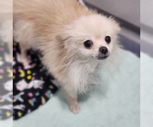 Medium Photo #1 Pomeranian Puppy For Sale in Walnutport, PA, USA