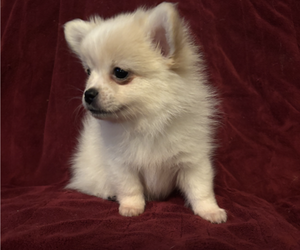 Medium Photo #1 Chihuahua Puppy For Sale in HUBERT, NC, USA