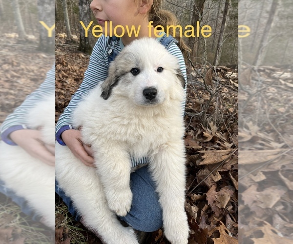 Full screen Photo #6 Great Pyrenees Puppy For Sale in KIRBYVILLE, MO, USA