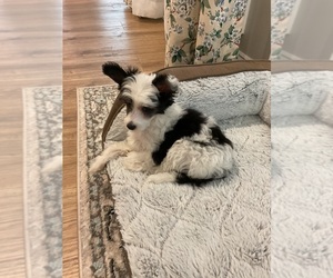 Chinese Crested Puppy for sale in HOSCHTON, GA, USA