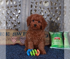 Cavapoo Puppy for sale in MOUNT VERNON, OH, USA