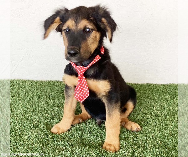 Medium Photo #4 Australian Shepherd-German Shepherd Dog Mix Puppy For Sale in San Diego, CA, USA
