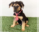 Small #3 Australian Shepherd-German Shepherd Dog Mix
