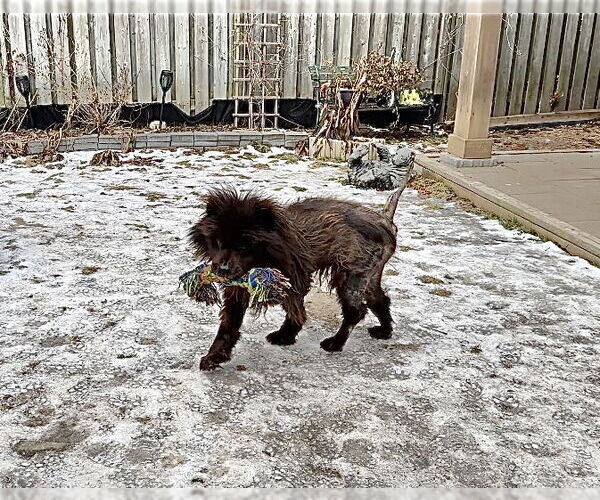 Medium Photo #5 Chow Chow Puppy For Sale in Prescott, Ontario, Canada