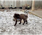 Small #4 Chow Chow