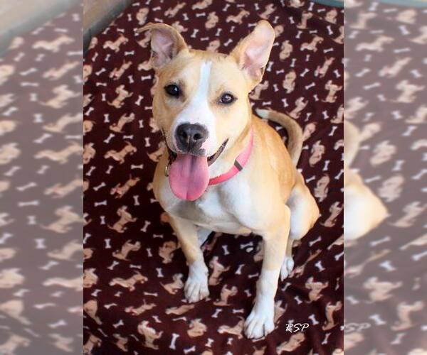 Medium Photo #1 Mutt Puppy For Sale in Fort Wayne, IN, USA