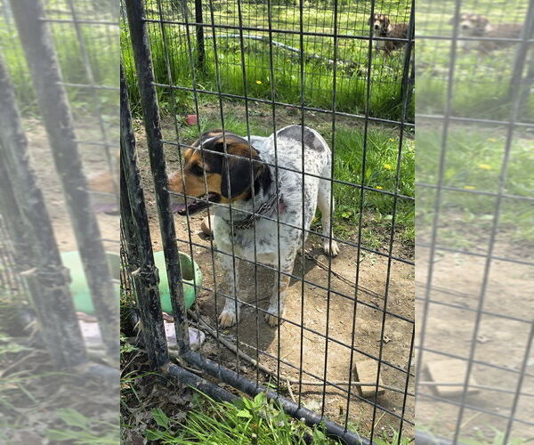 Medium Photo #3 Beagle-Unknown Mix Puppy For Sale in Osgood, IN, USA