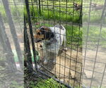 Small #2 Beagle Mix