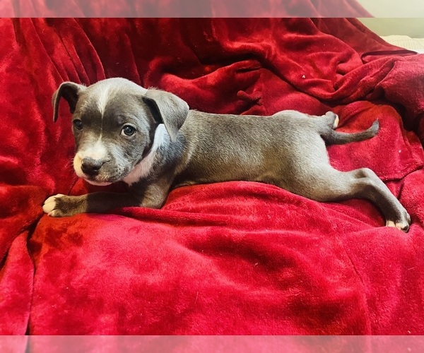 Medium Photo #2 American Pit Bull Terrier Puppy For Sale in TRENTON, NJ, USA